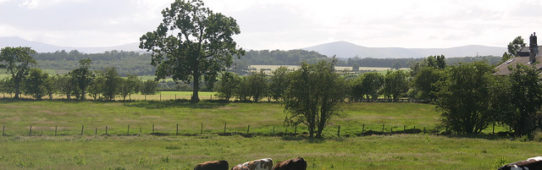 need-fire, cattle, Westmorland