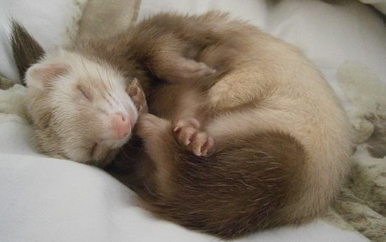 Cute animals – and a ferret riddle