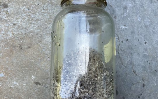 Salt on the Solway